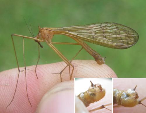 Bittacus hageni